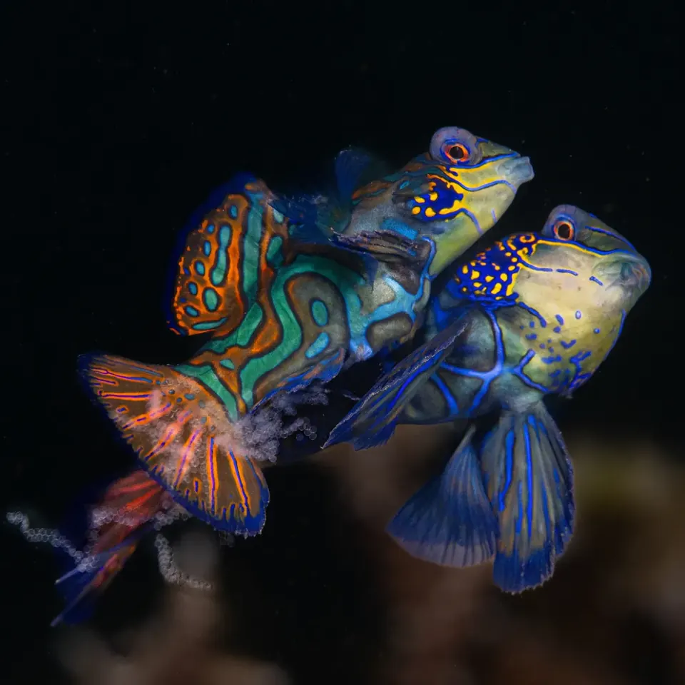 Mandarin fish at dusk