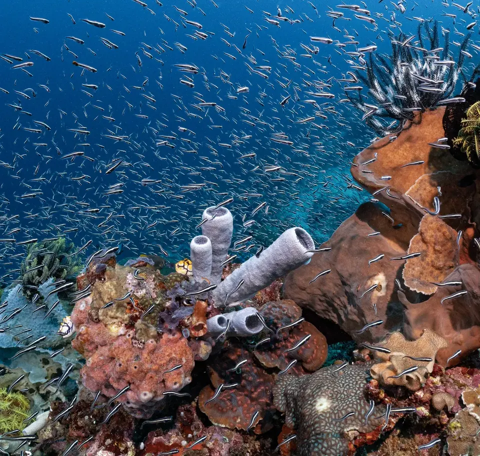 Glassfish over sponges