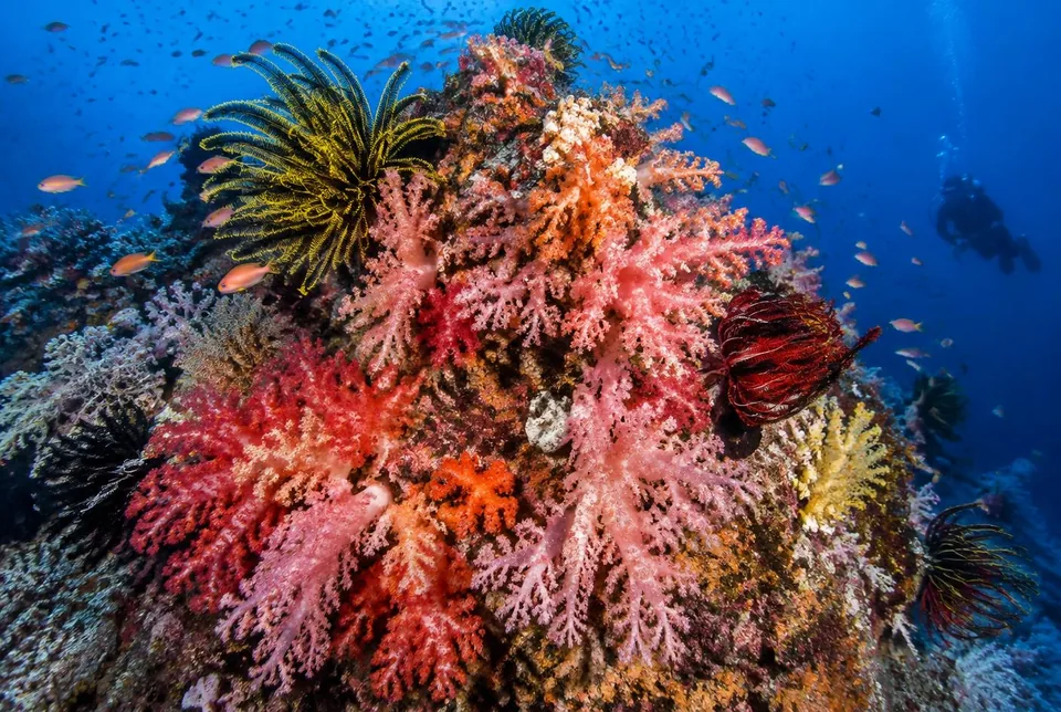 Soft-coral pinnacle at Bangka Island