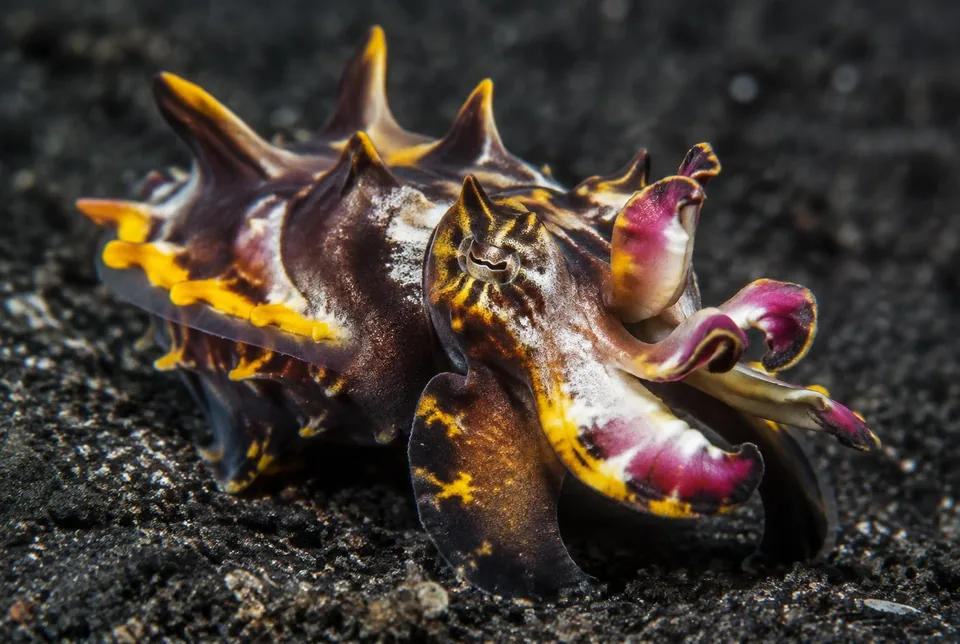 Flamboyant cuttlefish in the Lembeh Strait