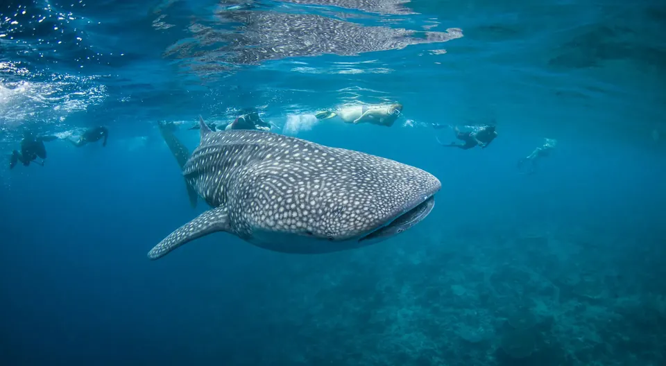 Whale shark in the Maldives