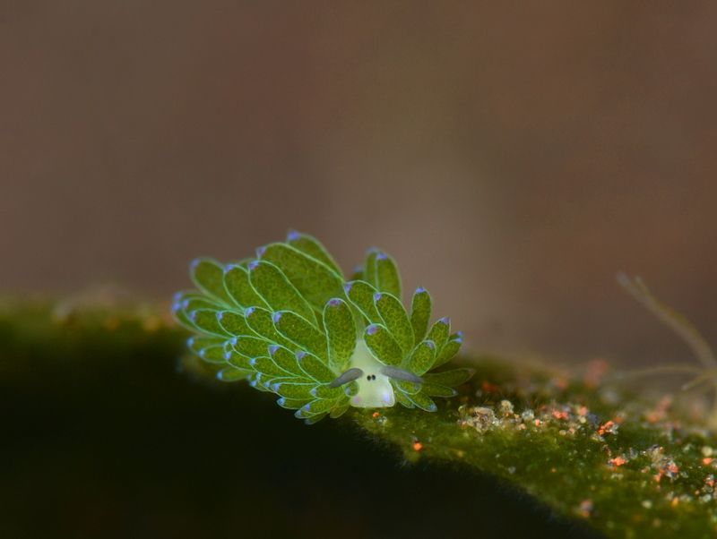 Bali macro life