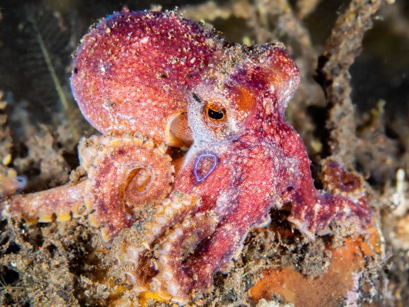 Octopus among the reef