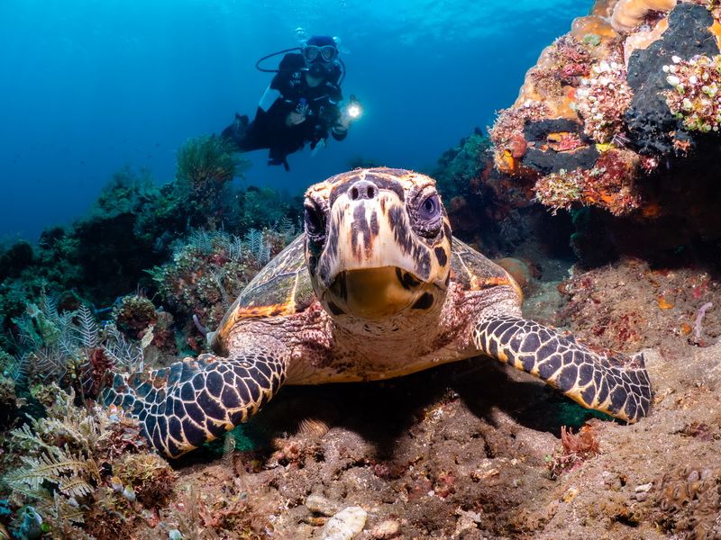 Turtle on a Bali reef